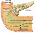 Pâncreas - Suco pancreático - Qual a função - Anatomia