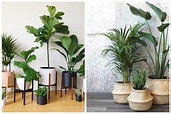 Estas son las mejores plantas de interior | Decoración