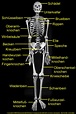 - Das Knochengerüst des Menschen (Skelett) - Übersicht ...