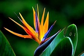 Bird Of Paradise Flower Wallpapers - Wallpaper Cave