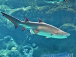 Sand sharks pictures information | National Geographic