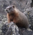 Yellow-Bellied Marmot | Natural Atlas