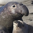 Elefante marino es avistado en las Islas del Golfo de California ...