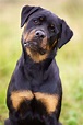 Rottweilers: Carácter y Comportamiento – Adiestrar Perros – Razas de ...