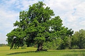 Vorteile der Gerbsäure im Naturprodukt Holz - Holz-Liebling