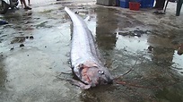 漁民罕見釣出50隻「地震魚」 專家排除海底擾動 ｜ 公視新聞網 PNN