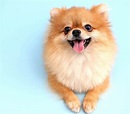 Peluditos: Razas de perros: características, cuidados y fotos.