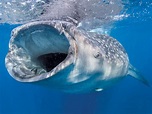 The Whale Shark | California Diving News