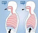 「腹式呼吸」的原理是什么，如何训练「腹式呼吸」呢？ - 知乎