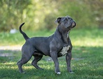 Olde English Bulldogge: Aussehen, Charakter, Haltung | zooplus