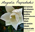 Magnolia Propiedades y Beneficios en la Salud - Club Salud Natural ...