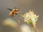 Wollschweber Foto & Bild | tiere, wildlife, insekten Bilder auf ...