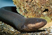 Biologist lets electric eel zap him, says it's 'much more powerful ...