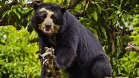 Descubre algunas de las especies endémicas que habitan en Perú