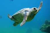 10+1 unglaubliche Fakten über Schildkröten - ZooMos i-Box