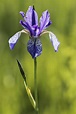 Sibirische Schwertlilie Foto & Bild | natur, pflanzen, wildlife Bilder ...