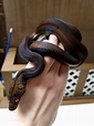 Golden Child Reticulated Pythons are 🔥🔥🔥 : NatureIsFuckingLit