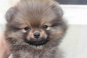LovelyPuppy: Wolf/Sable Color Pomeranian Puppy