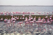 Large flock of pink flamingos in Walvis Bay, Namibia Photograph by ...