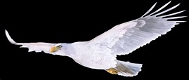 White Eagle Photo, Beautiful White Eagle, #30217