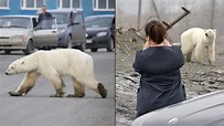 飢餓北極熊奔數百公里入城覓食累倒路邊 40多年首見│全球暖化│俄羅斯│西伯利亞│TVBS新聞網
