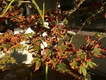 Leaves of Japanese Maple turning brown