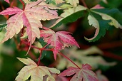 Brown Leaves on Japanese Maple Trees - What's the Cause?