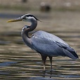 Great Blue Heron Facts - Great Blue Heron Habitat