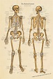 Human Skeletal Anatomy Poster Anterior and Posterior Views - Etsy