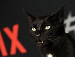 Salem the Cat on Sabrina Netflix Red Carpet Photos 2018 | POPSUGAR ...