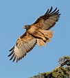 History of Pennsylvania Hawk Watching | Audubon Pennsylvania