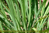 Hierba-luisa-lemongrass-cymbopogon-citratus - Siagro Export ...