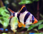 Tiger Barbs: Characteristics,reproduction, care and more...