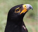 Aigle noir : habitat et caractéristiques | Nos amis les animaux