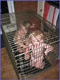 Kids in cages (30 pics)