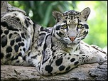Studying Taiwan: 雲豹 - 從動物王國上消失的傳奇 "The Clouded Leopard - From the ...
