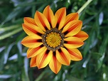 File:Flower jtca001.jpg - Wikimedia Commons