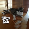 Thug Life Cat : r/thuglife