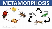 METAMORPHOSIS || COMPLETE AND INCOMPLETE METAMORPHOSIS || SCIENCE ...