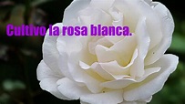 Cultivo una rosa blanca de José Martí Versos sencillos Declama Tintero ...