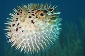 Blowfish - Wild Animals News & Facts