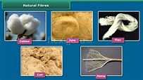 A Complete Guide on Natural Fibres Its Cultivation and Uses | Natural ...