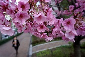 These pictures of Japan’s famous cherry blossom will make you want to ...