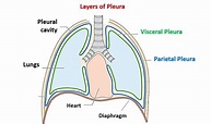 Pleura – Anatomy QA