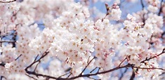 Temporada de los cerezos en flor en Corea - Dónde ir - Go! Go! Hanguk