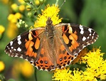 Painted Lady Butterfly, identification, size, host plants, distribution ...