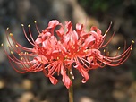 Red Spider Lily Wallpapers - Wallpaper Cave