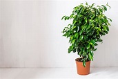 Ficus Benjamini - Darum sollten Sie ihn unbedingt vor Frost schützen