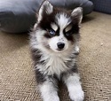 AKC Pomsky puppies available very affordable prices