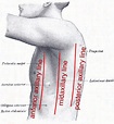 List of anatomical lines - Wikipedia